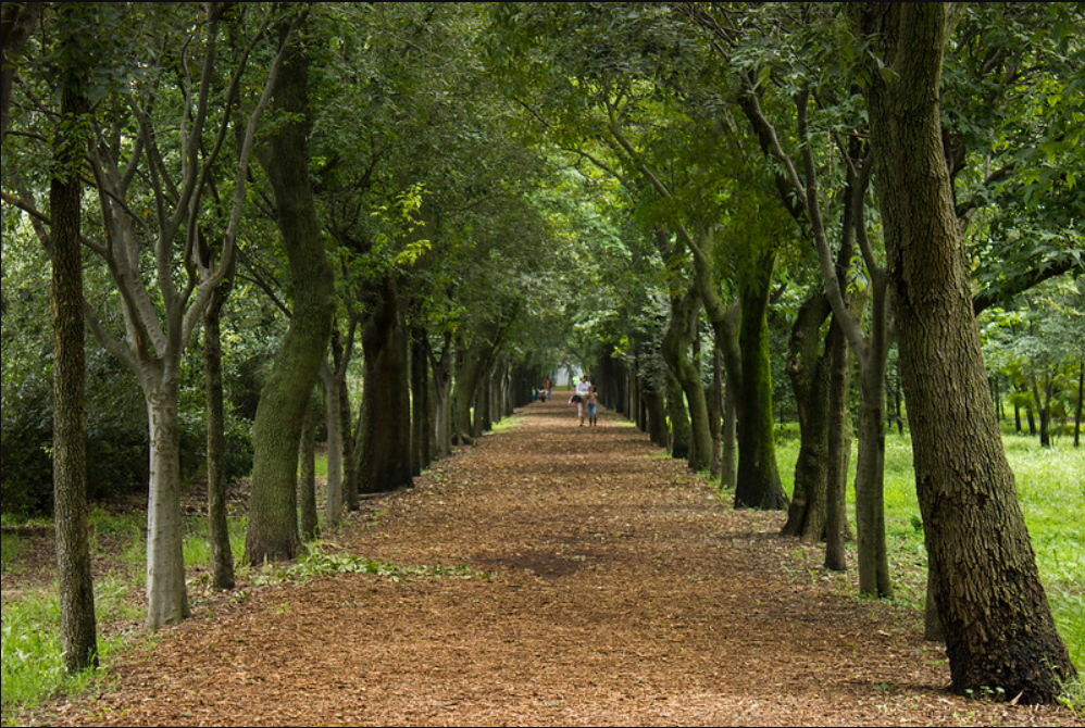 Shaded walking path lined with tall trees at Viveros de Coyoacán in Mexico City